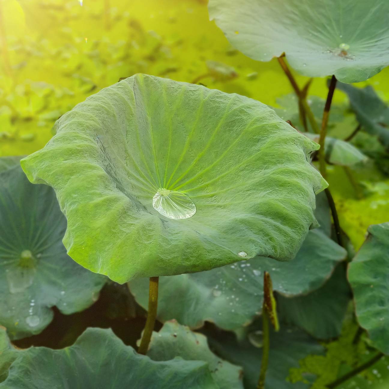 Jeju Nelumbo Nucifera Leaf Extract G1-MIJ (H) image 3